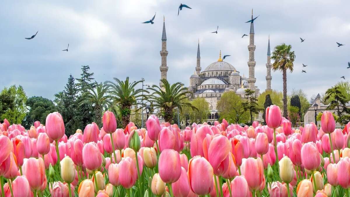  Фестиваль тюльпанов в Стамбуле